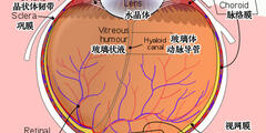 Dr. Optoglass 日志：人类眼睛构成、视觉原理、色彩空间等解析